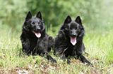 SCHIPPERKE 305